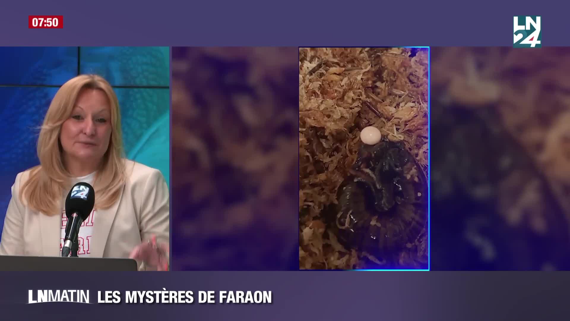 Les Mystères de Faraon - Escargot cherche cou pour fonder famille episode artwork