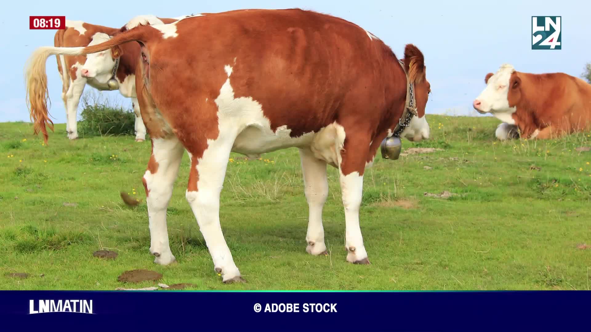 Dans le Rétro - Les vaches sont-elles dangereuses ? episode artwork